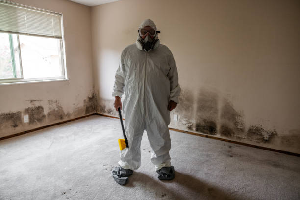 Best Black Mold Remediation in Greensburg, PA